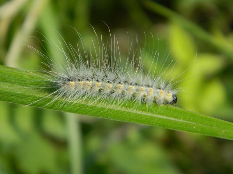 Invasione di campi: Hyphantria cunea